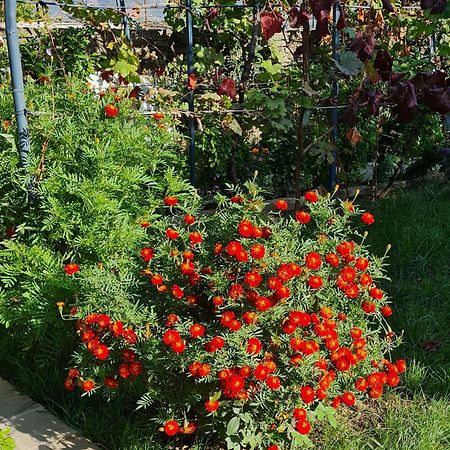 Garden Guest House Пермети Экстерьер фото