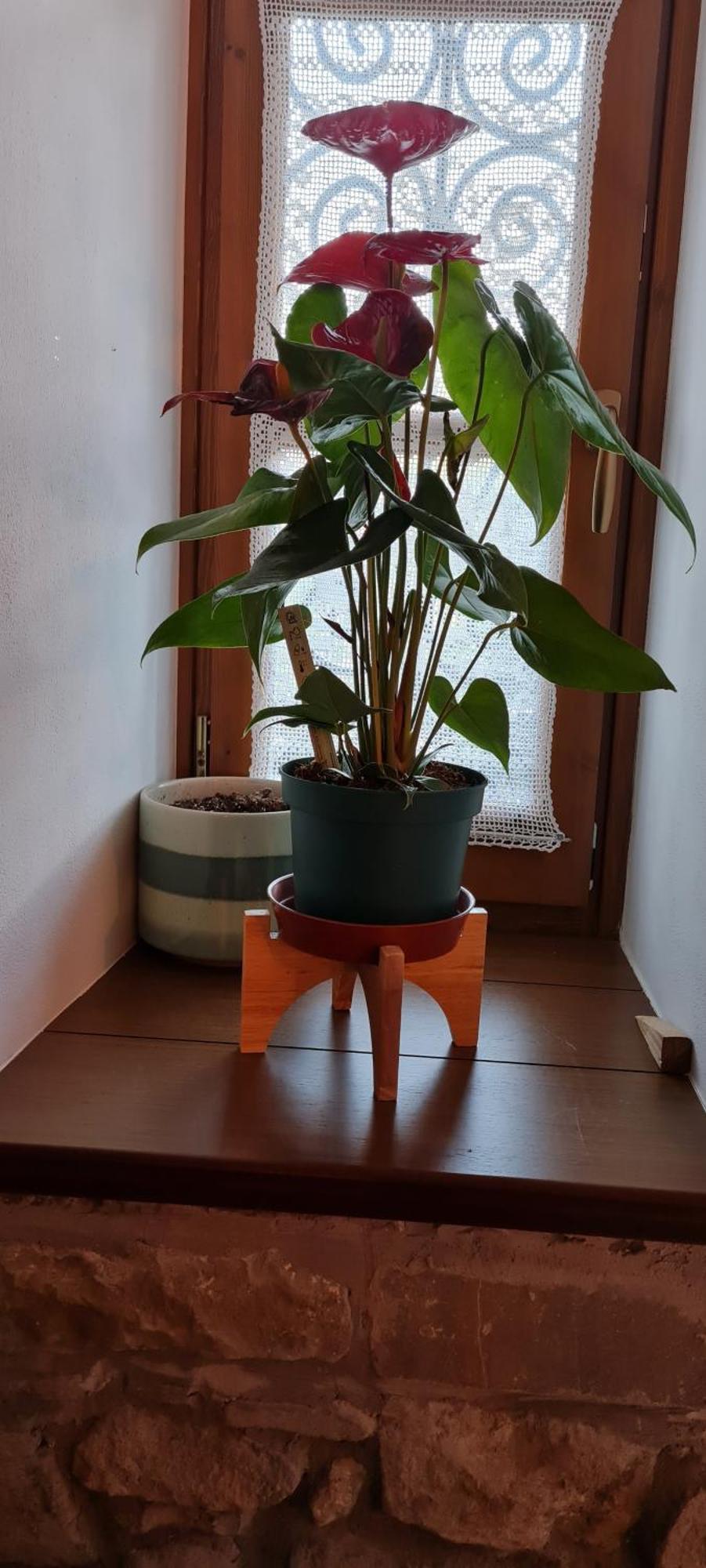 Garden Guest House Пермети Экстерьер фото